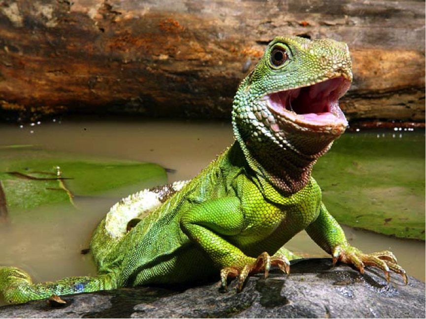 Treat Your Customers Like They’re Lizards to Boost Sales